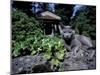 Russian Blue Cat Sunning on Stone Wall in Garden, Italy-Adriano Bacchella-Mounted Photographic Print