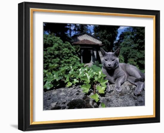 Russian Blue Cat Sunning on Stone Wall in Garden, Italy-Adriano Bacchella-Framed Photographic Print