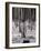 Russian Look of the Land Essay: Birch Trees in a Forest-Howard Sochurek-Framed Photographic Print