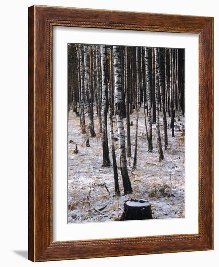 Russian Look of the Land Essay: Birch Trees in a Forest-Howard Sochurek-Framed Photographic Print