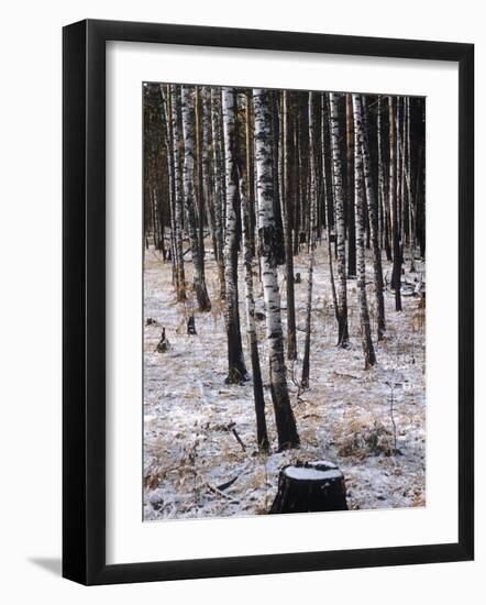 Russian Look of the Land Essay: Birch Trees in a Forest-Howard Sochurek-Framed Photographic Print