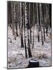 Russian Look of the Land Essay: Birch Trees in a Forest-Howard Sochurek-Mounted Photographic Print