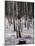 Russian Look of the Land Essay: Birch Trees in a Forest-Howard Sochurek-Mounted Photographic Print