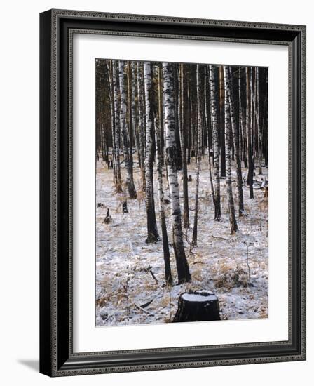 Russian Look of the Land Essay: Birch Trees in a Forest-Howard Sochurek-Framed Photographic Print