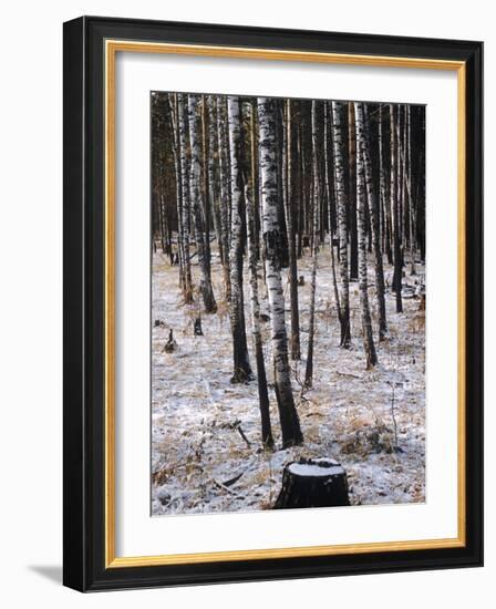 Russian Look of the Land Essay: Birch Trees in a Forest-Howard Sochurek-Framed Photographic Print