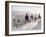 Russian Look of the Land Essay: Donkeys Carring Moslem Peasants on Dusty Road-Howard Sochurek-Framed Photographic Print