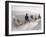 Russian Look of the Land Essay: Donkeys Carring Moslem Peasants on Dusty Road-Howard Sochurek-Framed Photographic Print