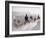 Russian Look of the Land Essay: Donkeys Carring Moslem Peasants on Dusty Road-Howard Sochurek-Framed Photographic Print