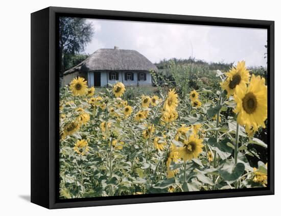 Russian Look of the Land Essay: Field of Blooming Sunflowers on Farm-Howard Sochurek-Framed Premier Image Canvas