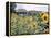 Russian Look of the Land Essay: Field of Blooming Sunflowers on Farm-Howard Sochurek-Framed Premier Image Canvas