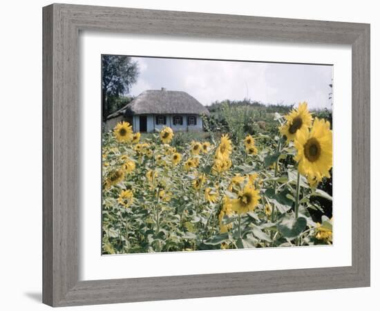 Russian Look of the Land Essay: Field of Blooming Sunflowers on Farm-Howard Sochurek-Framed Photographic Print