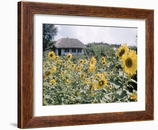 Russian Look of the Land Essay: Field of Blooming Sunflowers on Farm-Howard Sochurek-Framed Photographic Print