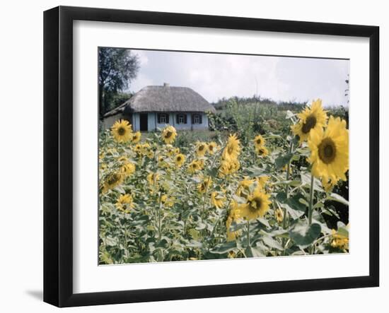 Russian Look of the Land Essay: Field of Blooming Sunflowers on Farm-Howard Sochurek-Framed Photographic Print