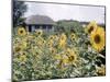 Russian Look of the Land Essay: Field of Blooming Sunflowers on Farm-Howard Sochurek-Mounted Photographic Print