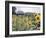 Russian Look of the Land Essay: Field of Blooming Sunflowers on Farm-Howard Sochurek-Framed Photographic Print