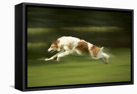 Russian Wolfhound Running-null-Framed Premier Image Canvas