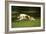 Russian Wolfhound Running-null-Framed Photographic Print