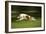 Russian Wolfhound Running-null-Framed Photographic Print