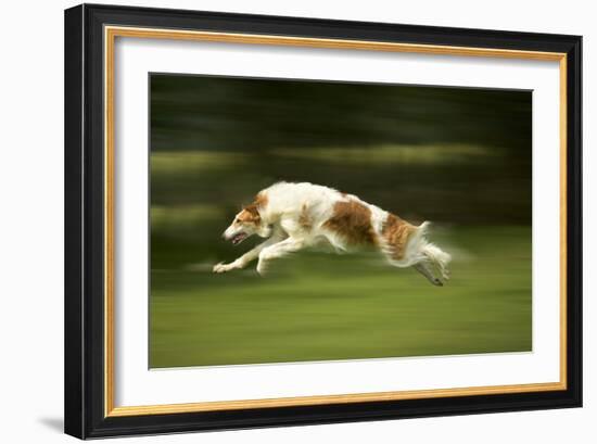 Russian Wolfhound Running-null-Framed Photographic Print