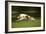 Russian Wolfhound Running-null-Framed Photographic Print