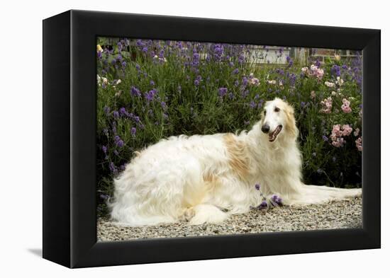 Russian Wolfhound-null-Framed Premier Image Canvas
