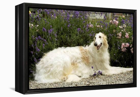 Russian Wolfhound-null-Framed Premier Image Canvas