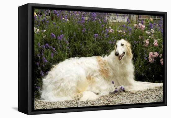 Russian Wolfhound-null-Framed Premier Image Canvas