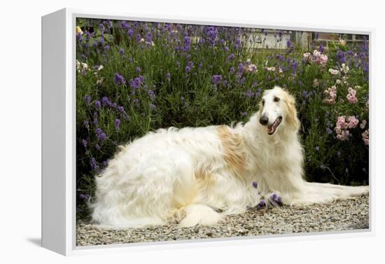 Russian Wolfhound-null-Framed Premier Image Canvas