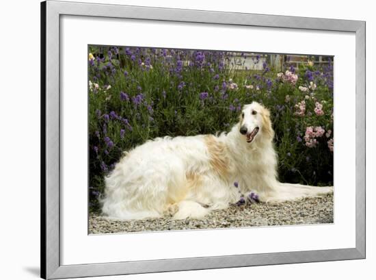 Russian Wolfhound-null-Framed Photographic Print