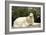 Russian Wolfhound-null-Framed Photographic Print