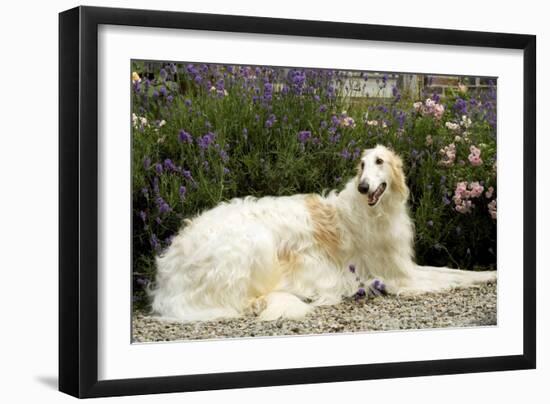 Russian Wolfhound-null-Framed Photographic Print