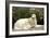 Russian Wolfhound-null-Framed Photographic Print