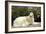 Russian Wolfhound-null-Framed Photographic Print