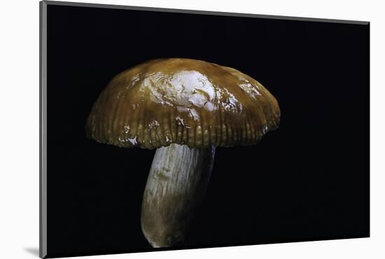 Russula Foetens (Stinking Russula, Stinking Brittlegill)-Paul Starosta-Mounted Photographic Print