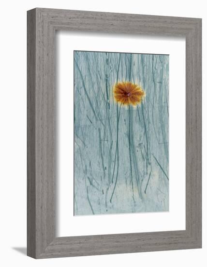Rust and scratches on metal look like a flower.-Art Wolfe-Framed Photographic Print