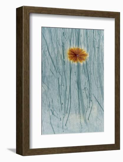 Rust and scratches on metal look like a flower.-Art Wolfe-Framed Photographic Print