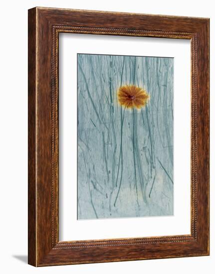 Rust and scratches on metal look like a flower.-Art Wolfe-Framed Photographic Print