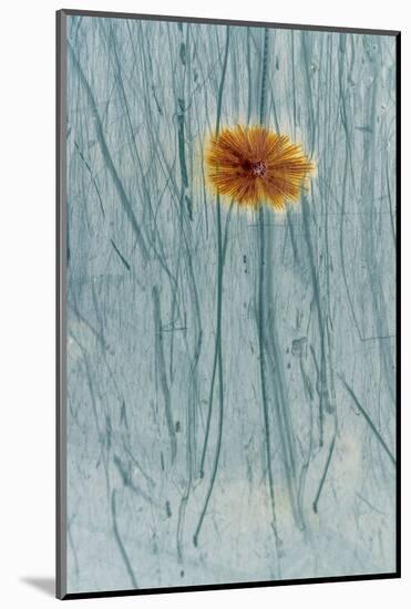 Rust and scratches on metal look like a flower.-Art Wolfe-Mounted Photographic Print