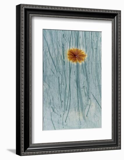 Rust and scratches on metal look like a flower.-Art Wolfe-Framed Photographic Print