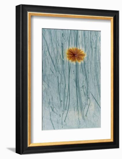 Rust and scratches on metal look like a flower.-Art Wolfe-Framed Photographic Print