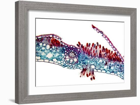 Rust Fungus In a Leaf, Light Micrograph-Dr. Keith Wheeler-Framed Photographic Print