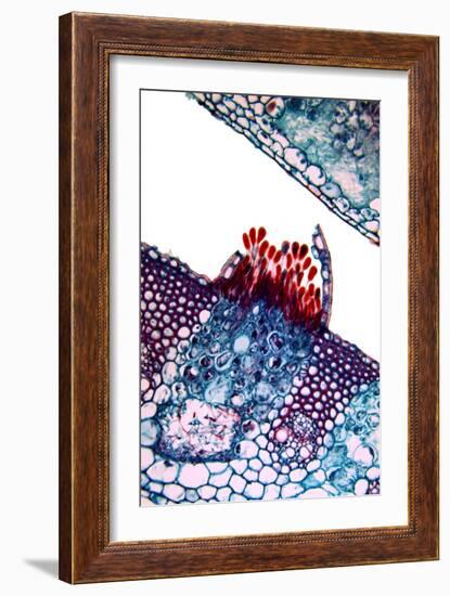 Rust Fungus In a Leaf, Light Micrograph-Dr. Keith Wheeler-Framed Photographic Print