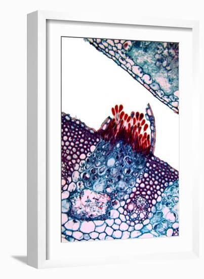 Rust Fungus In a Leaf, Light Micrograph-Dr. Keith Wheeler-Framed Photographic Print