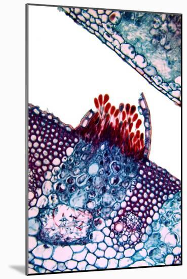 Rust Fungus In a Leaf, Light Micrograph-Dr. Keith Wheeler-Mounted Photographic Print