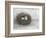 Rustic Bird Nest I-Ethan Harper-Framed Premium Giclee Print