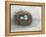 Rustic Bird Nest I-Ethan Harper-Framed Stretched Canvas