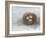 Rustic Bird Nest II-Ethan Harper-Framed Art Print