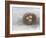 Rustic Bird Nest II-Ethan Harper-Framed Art Print