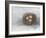 Rustic Bird Nest II-Ethan Harper-Framed Art Print