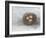 Rustic Bird Nest II-Ethan Harper-Framed Art Print